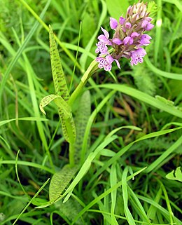 Baltijinė gegūnė (Dactylorhiza baltica)