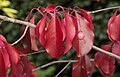 Frucht und Blätter im Herbst