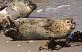 Helgoland