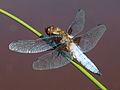 Broad-bodied chaser (Libellula depressa)