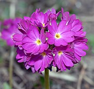 Primula denticulata (Himalaya)