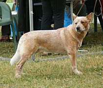 Rosso Australian Cattle Dog