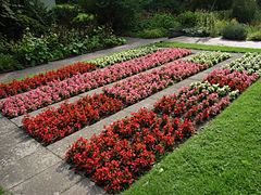 Bégonias « annuels » (Begonia ×semperflorens-cultorum)