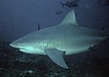 The bull shark ranks as the third most fatal in unprovoked attacks[47]
