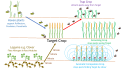 Companion Planting Mechanisms