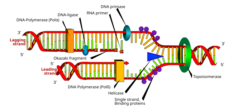 Схематическое изображение процесса репликации ДНК