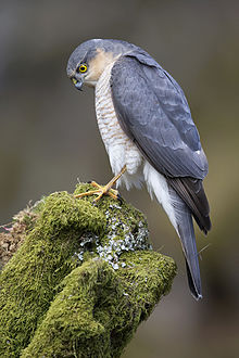 Eurasian Sparrowhawk by Steve Ward.jpg