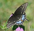 Black swallowtail