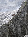 Ibex on rocky ridgeline