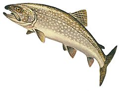 Kanadarøye (Salvelinus namaycush)