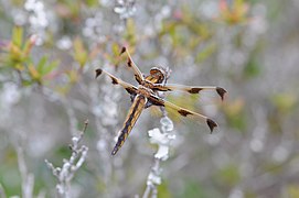 Libellula angelina