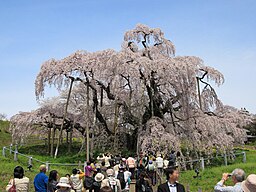 Takizakura