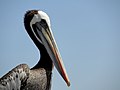 Peruvian pelican in Pan de Azúcar National Park, Chile