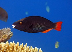 Un poisson-perroquet tricolore (Scarus tricolor) en stade initial