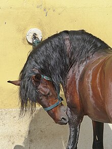 Cheval marron et noir se grattant avec ses dents.