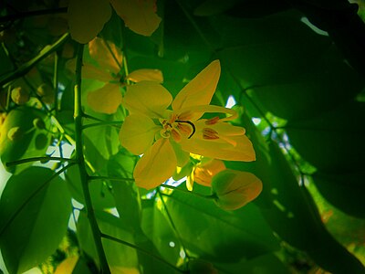 Flower in Chandigarh, India