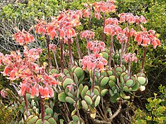 C. orbiculata (Cape point, Afr. du Sud)