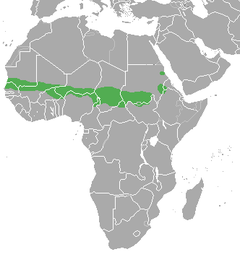 Mapa de ocorrência da gazela-de-fronte-vermelha