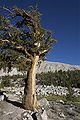 Pinus balfourianaの樹形