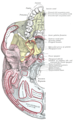 Base cranica, faccia esocranica