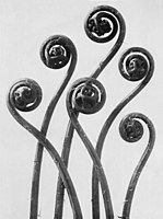 Adiantum pedatum, 1928