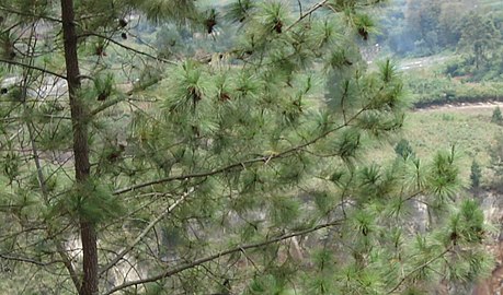 Branches with cones