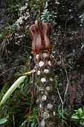 Fougère arborescente, Cyatheale, mont Roraima, Venezuela.