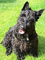 Scottish Terrier