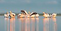 24. Rózsás gödények (Pelecanus onocrotalus) (Tuzli Limánok Nemzeti Természetvédelmi Park, Tuzli, Odesszai terület, Ukrajna) (javítás)/(csere)