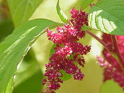 Amaranthus caudatus