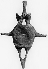 Vertebra