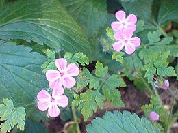 Nehézszagú gólyaorr (Geranium robertianum)