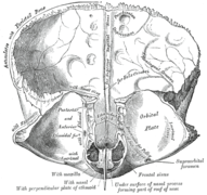 Vista da porción horizontal do frontal