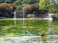 Pond with ducks and waterfall