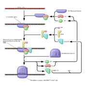 Schematische Darstellung der Initiation der Proteintranslation bei Prokaryoten