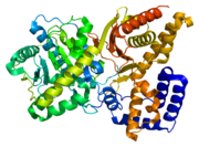 3D Structure of choline acetyltransferase