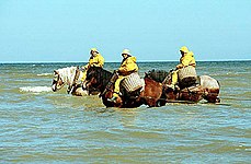 Nordsee-Krabbenfischer mit Kaltblütern in Oostduinkerke an Zee/Belgien, 2005