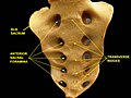 Sacrum. Suprafața pelviană.