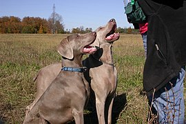 Fulvo più chiaro e più scuro Weimaraners