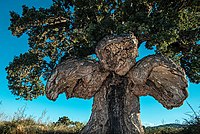 4. Platz: Korkeiche (Quercus suber L.), Ghisonaccia, Frankreich