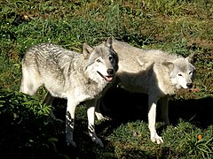 Idatcol (Canis lupus)