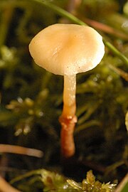 Galerina sphagnorum