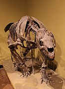 Skeleton of Homalodotherium (Toxodontia, Homalodotheriidae)