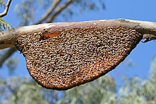 Centinaia di api si radunano nel loro nido.