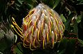 Nodding Pincushion Protea Flower Bud