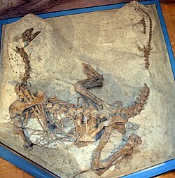 Plateosaurus engelhardti