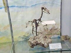 Squelette de canard de Blanchard.