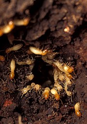 To demonstrate termite repair behaviour, a hole was bored into a termite nest. Over a dozen worker termites with pale heads are visible in this close-up photo, most facing the camera as they engage in repair activities from the inside of the hole. About a dozen soldier termites with orange heads are also visible, some facing outwards from the hole, others patrolling the surrounding area.