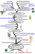 Die Phylogenie der Pflanzen.