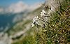 Edelweiss on a mountainside